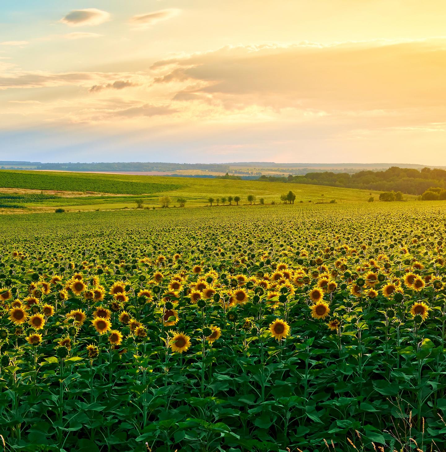 Get paid to live in Osborne, Kansas
