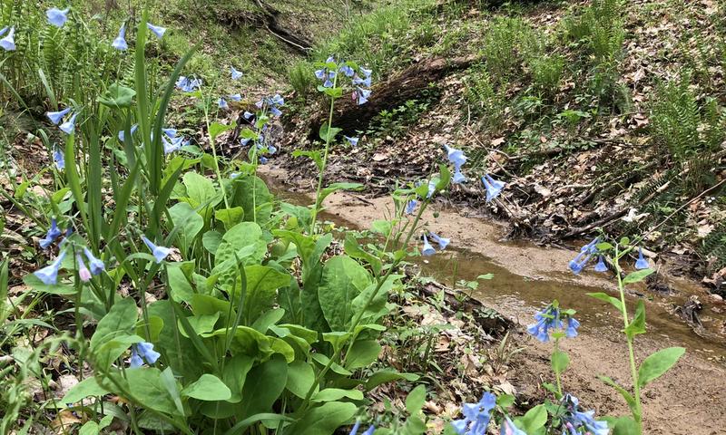 Mary Gray Bird Sanctuary (Photo Credit: Indiana Birding Trail)
