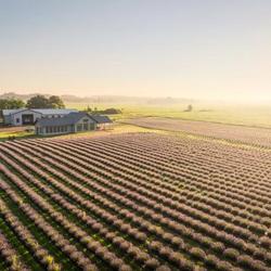 Lavender Farm in Eau Claire (Credit: Think Eau Claire)