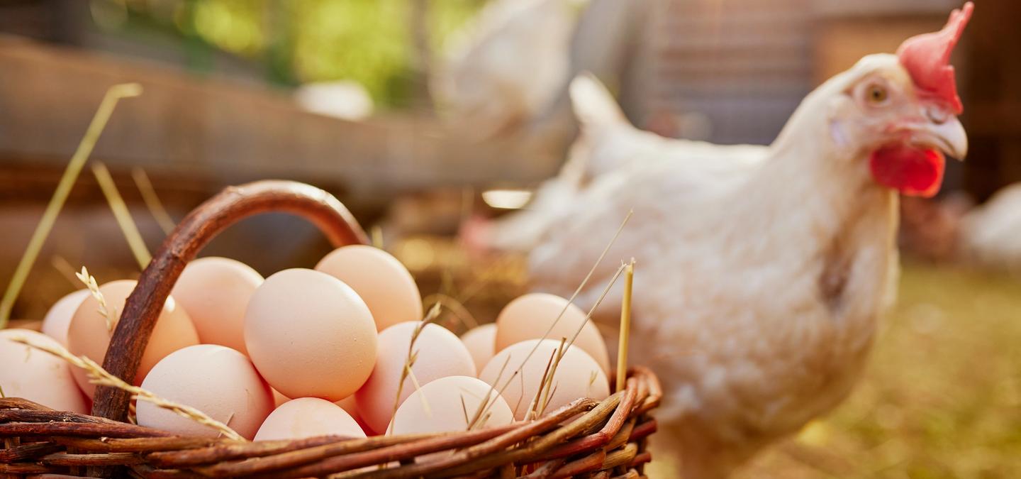 Communities are offering free eggs as part of their incentives to remote workers who relocate there through MakeMyMove. 