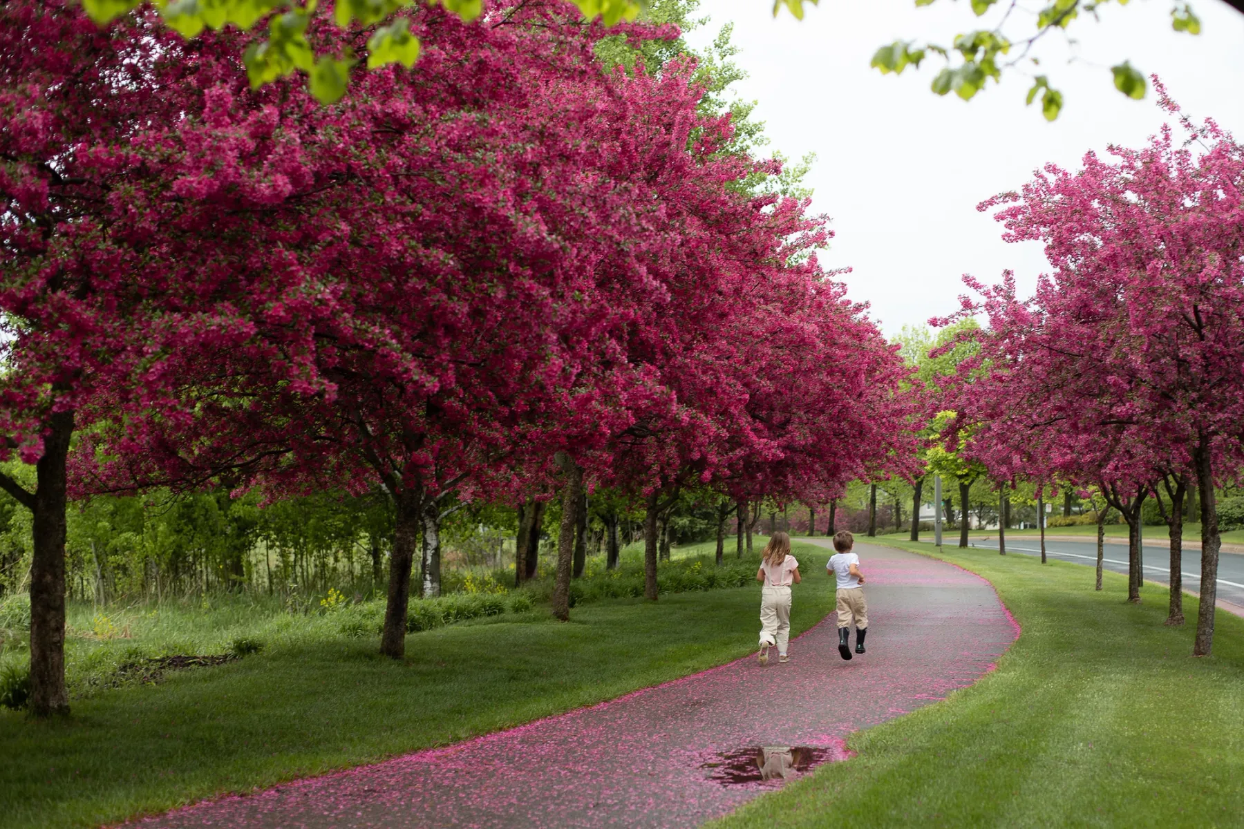 Blossoming trees in spring in Blaine, Minnesota.