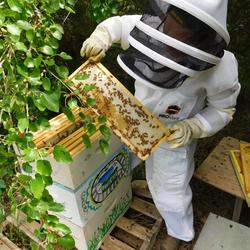 Lincoln County Beekeeping (Credit: Lincoln County Economic Development)