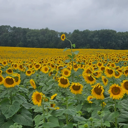 Sunflowers