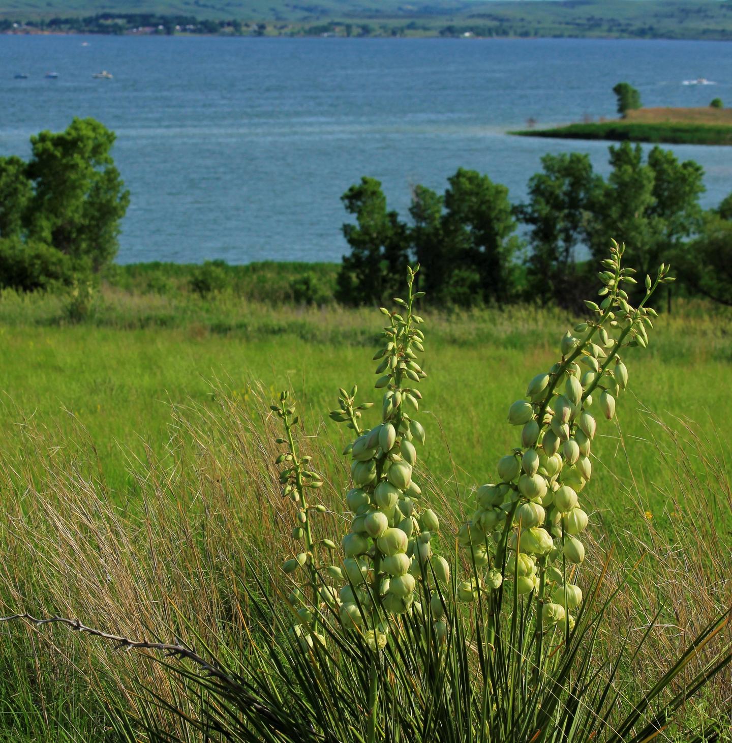 Get paid to live in Wilson, Kansas