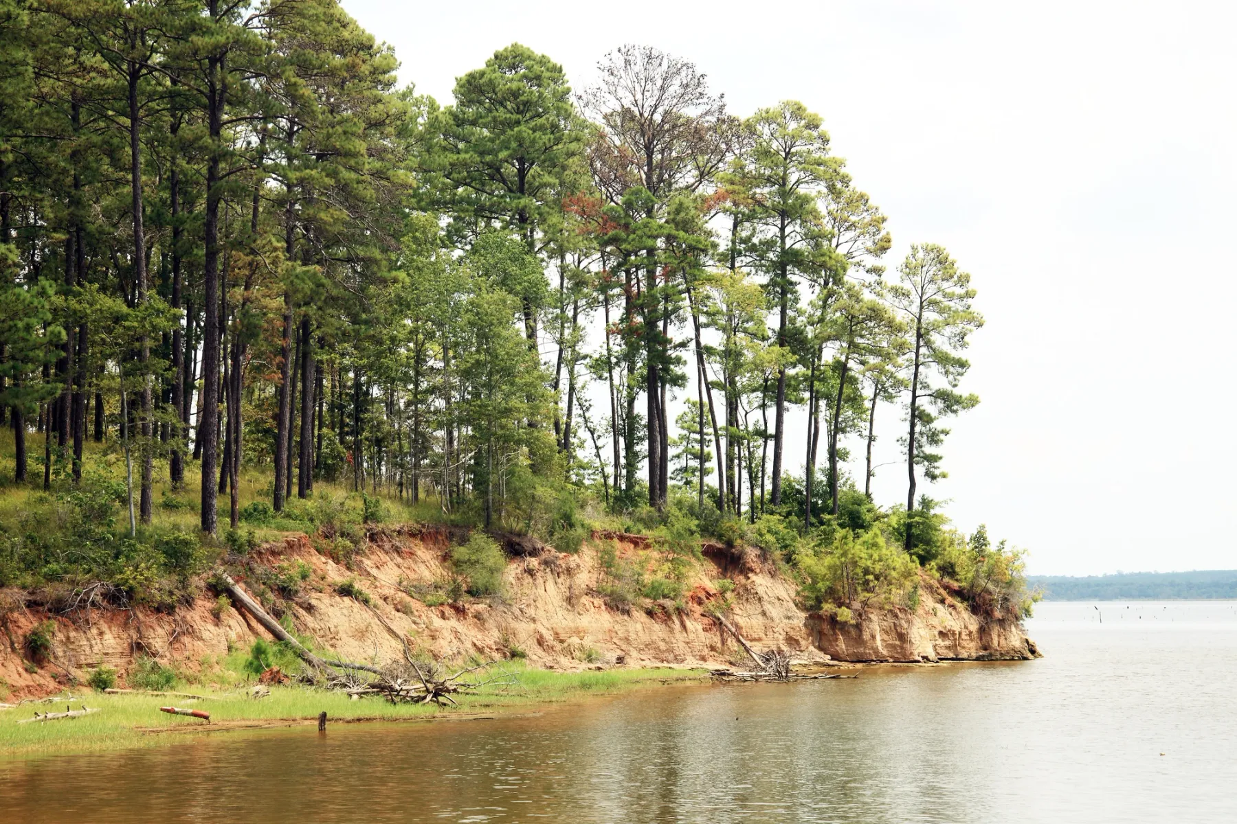 Explore Sabine National Forest, one of five national forests located within Texas Forest Country.