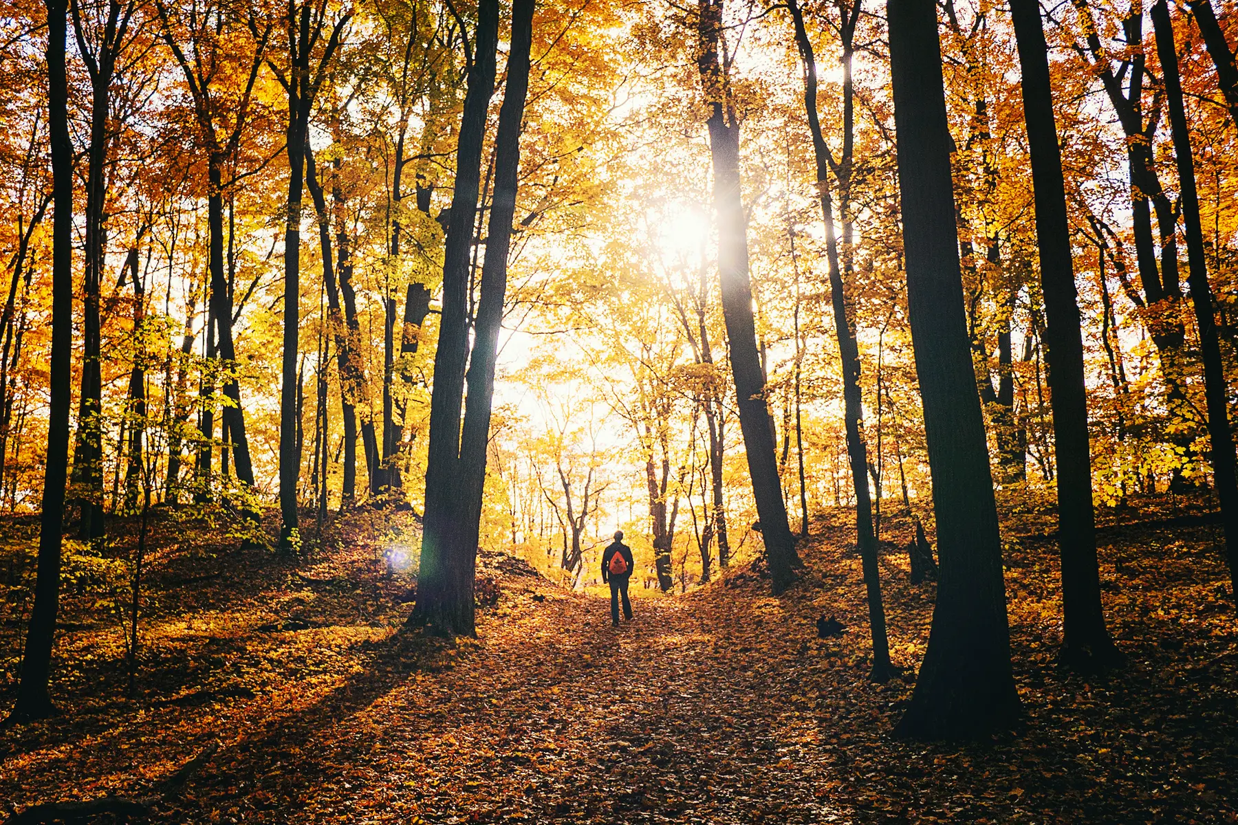 Hoosier National Forest