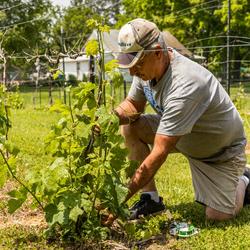 The owner of Fancy Farm Vineyard & Winery tending to the vines