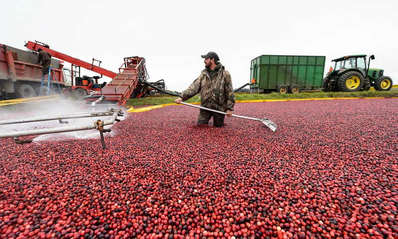 Cranberry Harvest