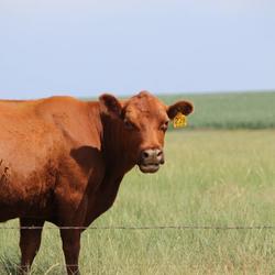 Agriculture plays a central role in Sheridan County, Kansas