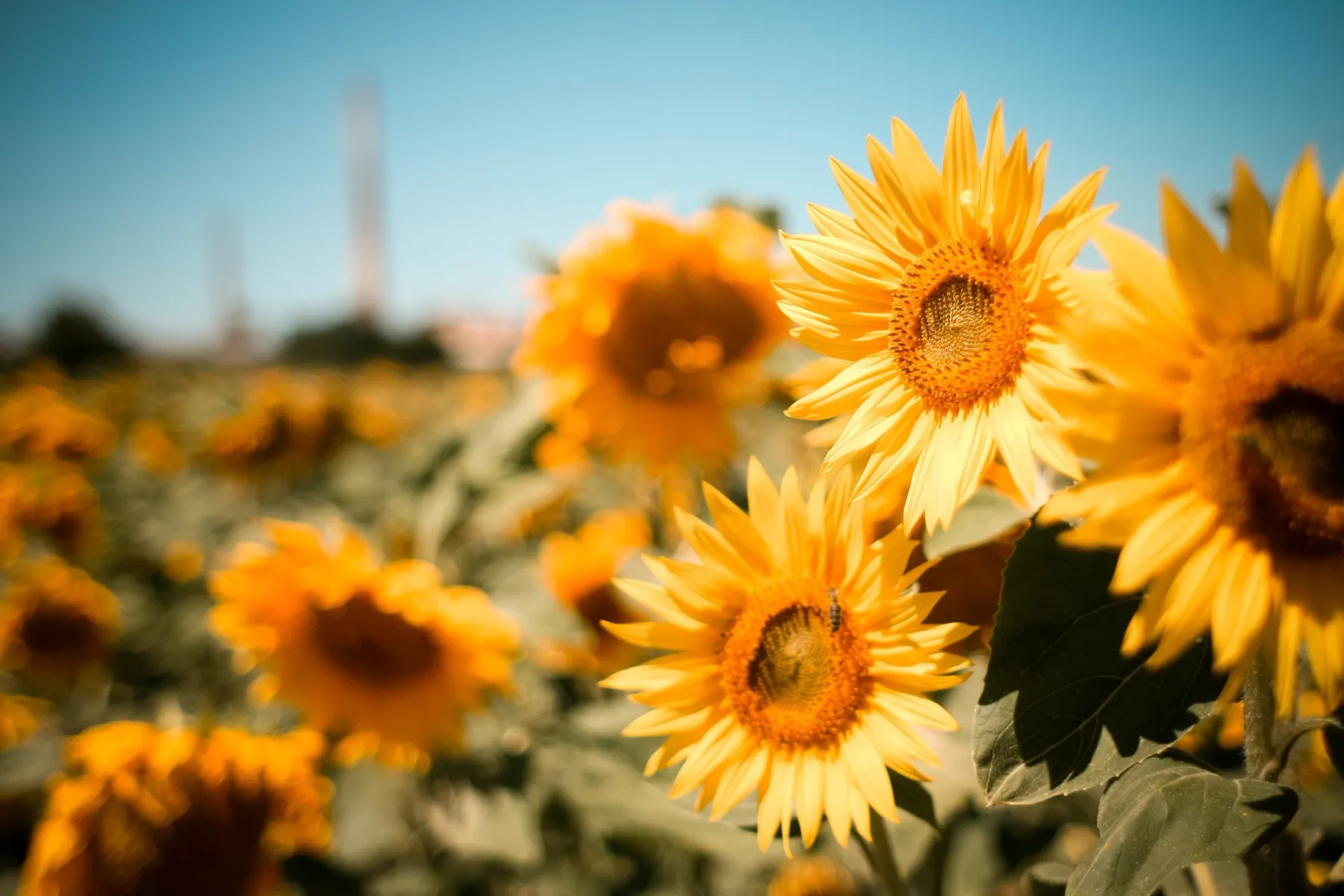 Sunflowers in Wallace County (Credit: Wallace County Eco Devo)