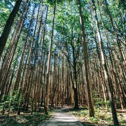Beautiful Michigan Scenery (Credit: MEDC)