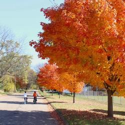 Fall colors bursting in the City of Jackson