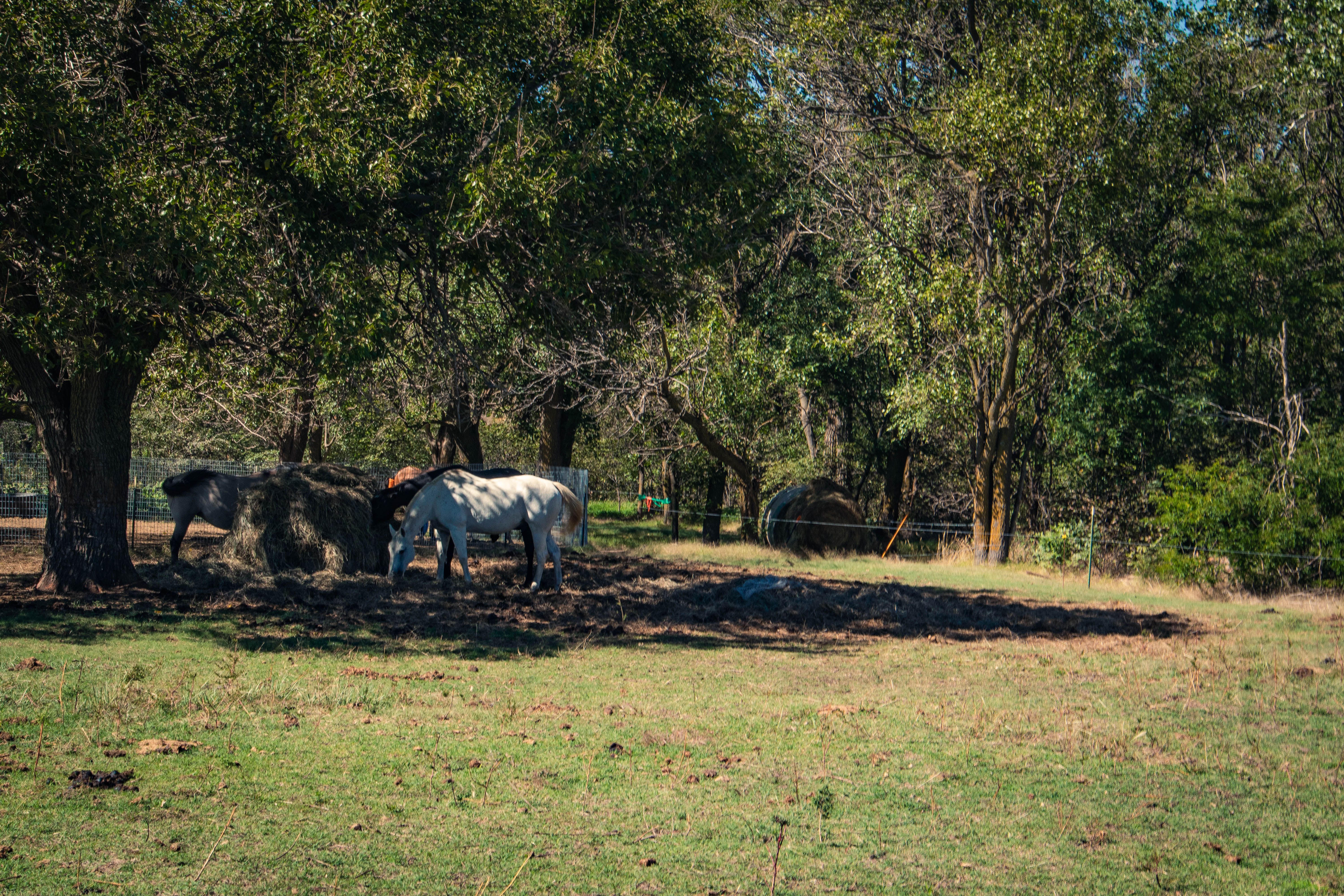 Life in Nickerson, Kansas