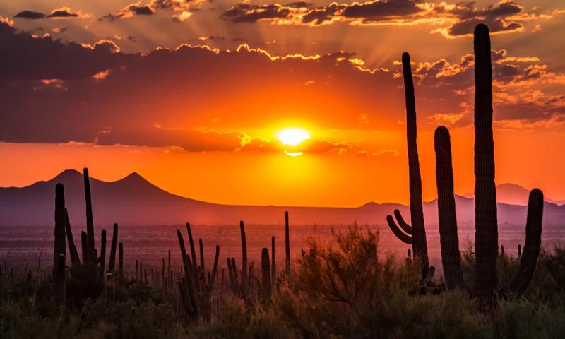 More Saguaro cactus grow in Tucson than anywhere else in the world.