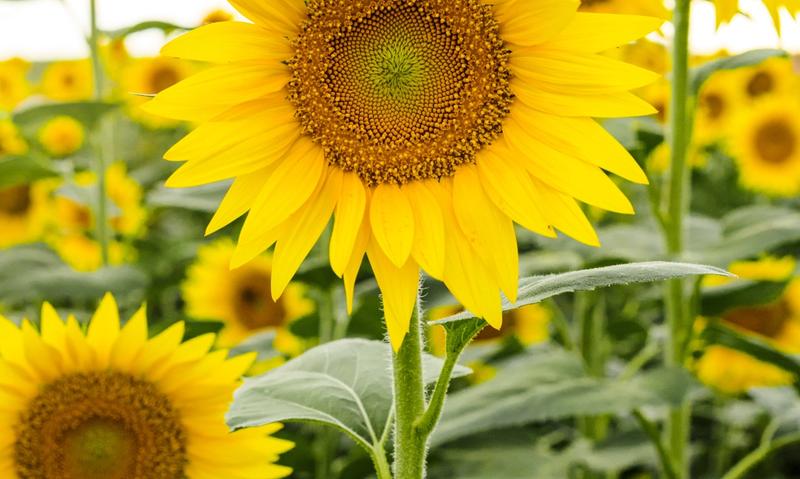 Local Sunflowers (Credit: Choose Ottawa County)
