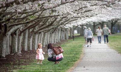 In addition to the beautiful beaches, top attractions include the annual Cherry Blossom Festival. Photo courtesy of Virginia Beach.