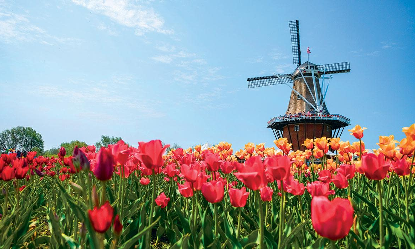 Tulip Time Festival in Holland (Photo Credit: Discover Holland Michigan)
