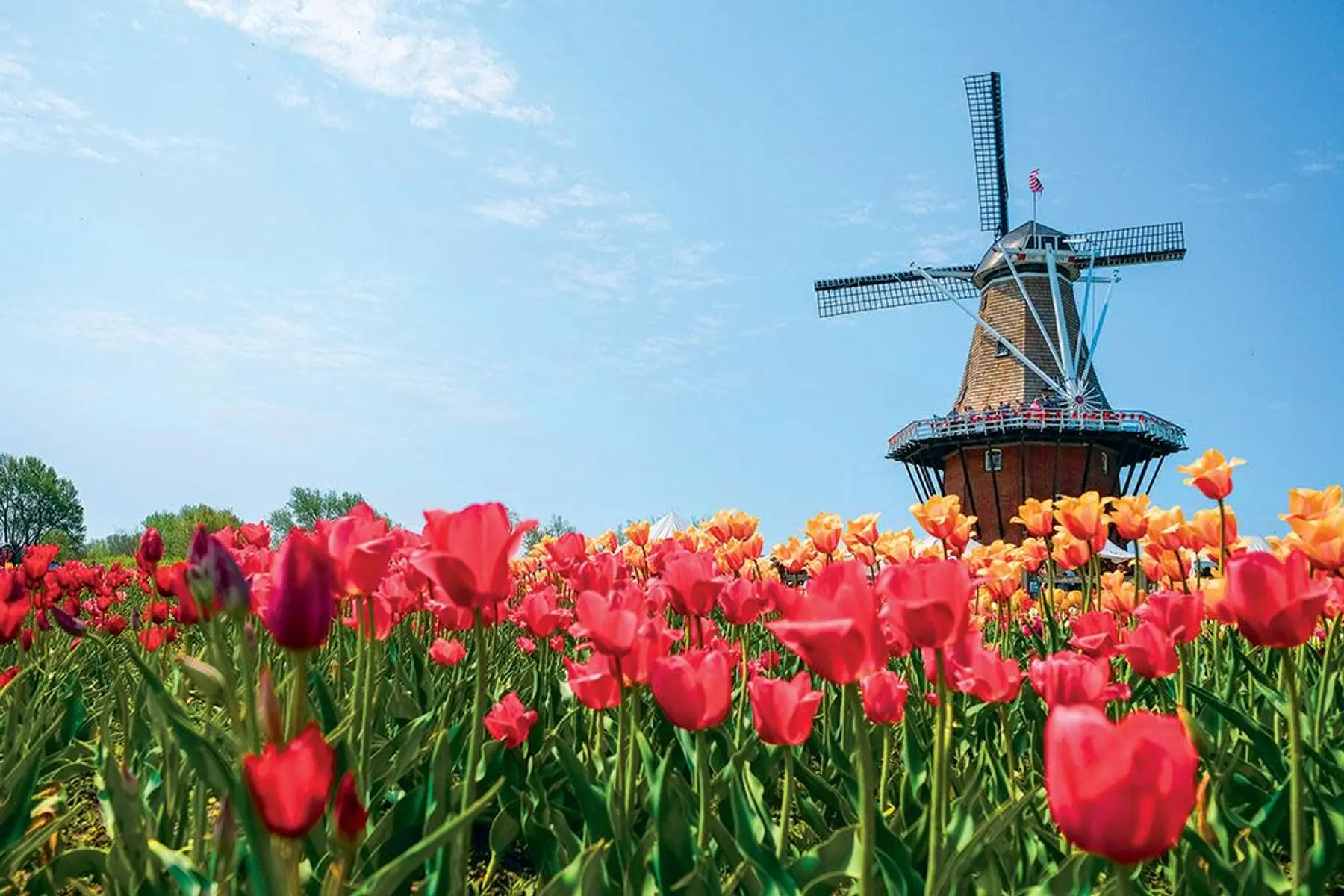 Tulip Time Festival in Holland (Photo Credit: Discover Holland Michigan)