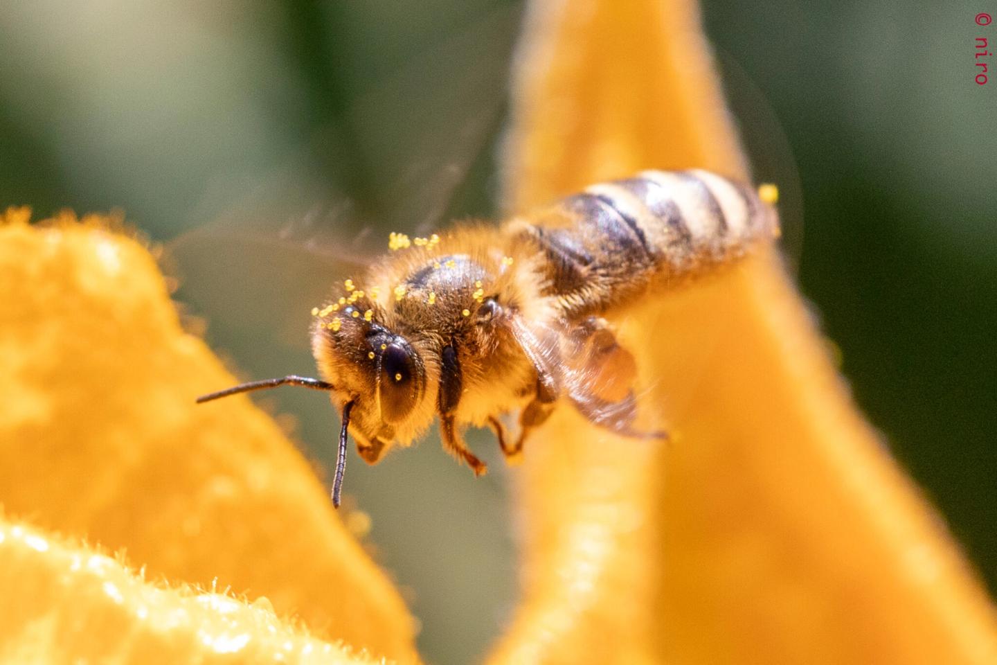 Abeille