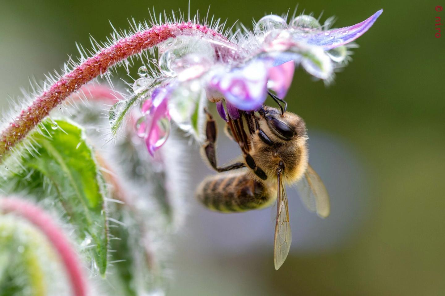 Didou l'abeille