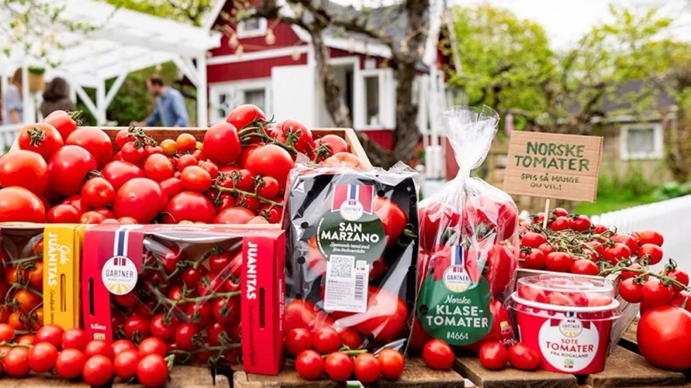 Ulike typer norske tomater fra Gartner.