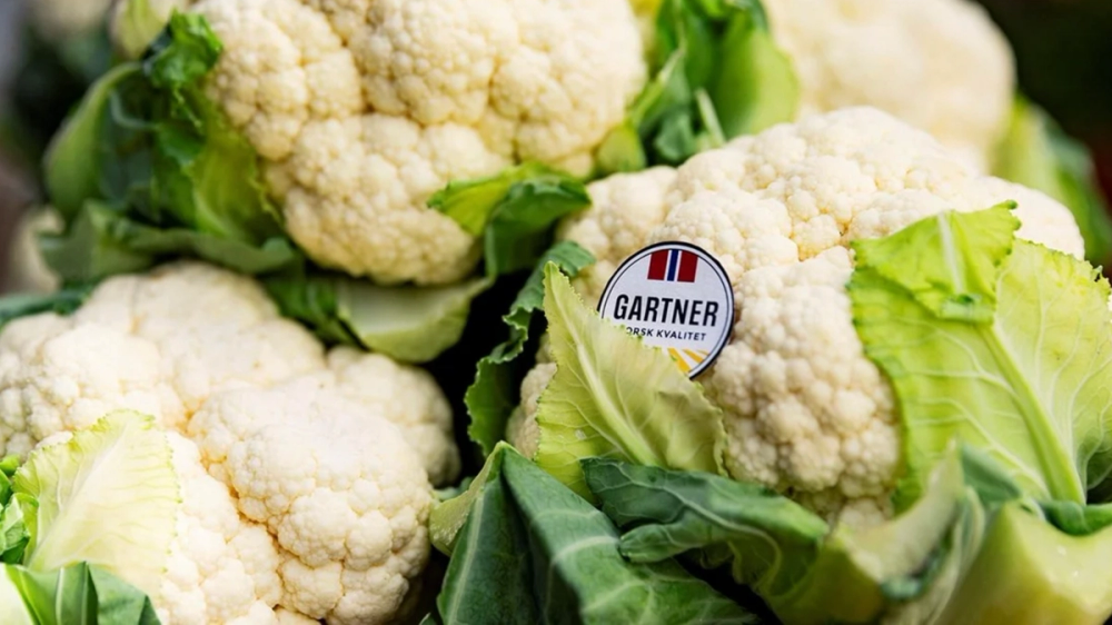 Nærbilde av blomkålhode fra Gartner.