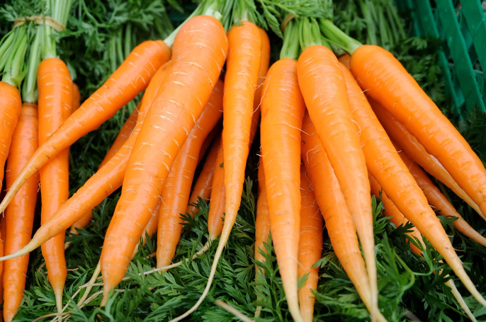 En bunt med gulrøtter med stilk.