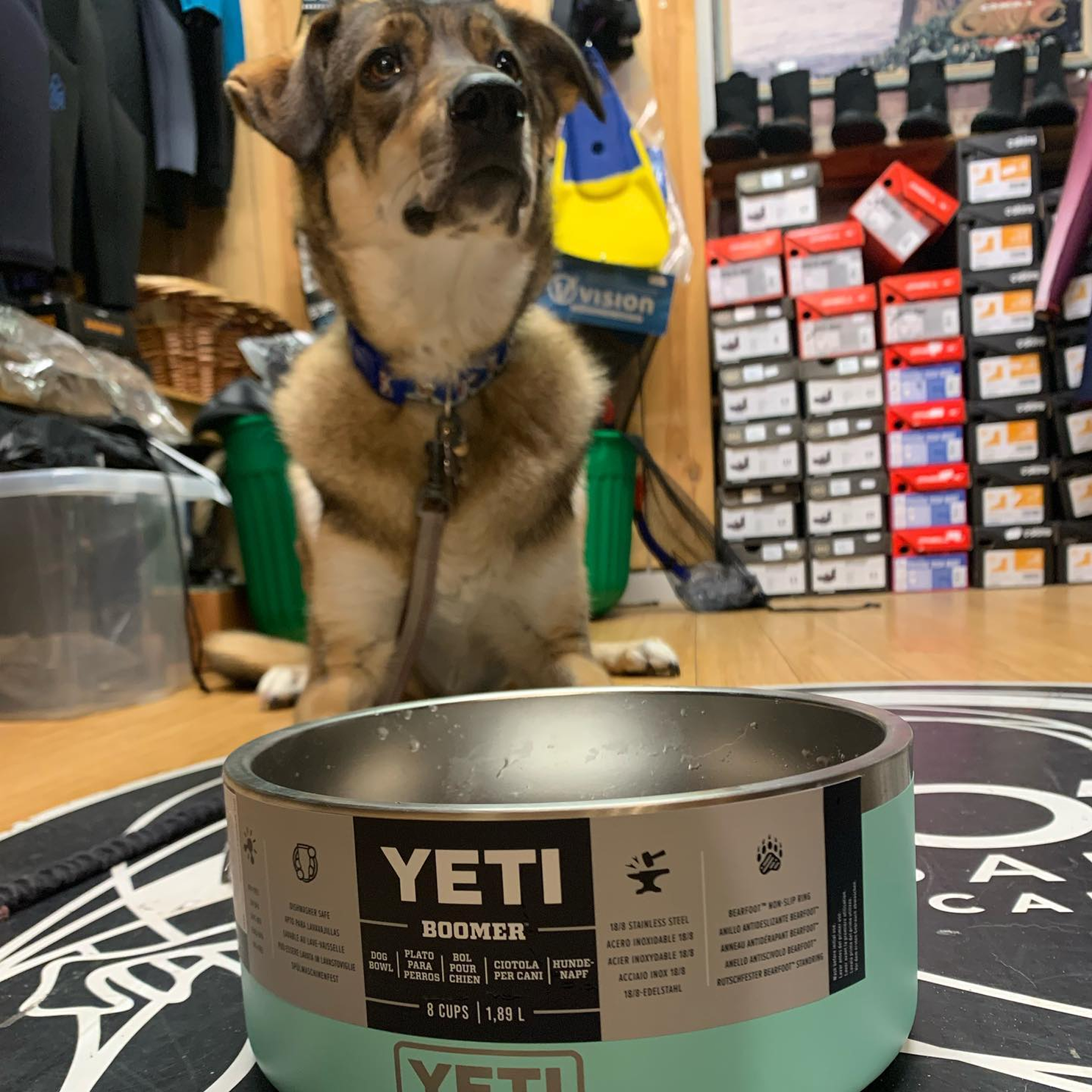 Yeti dog bowl and a dog in the background