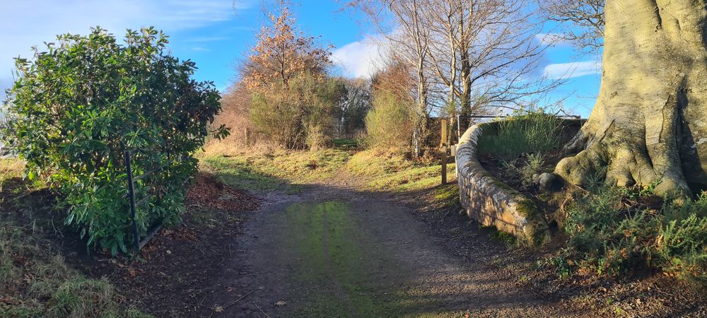 photo showing a narrow path between two hedges