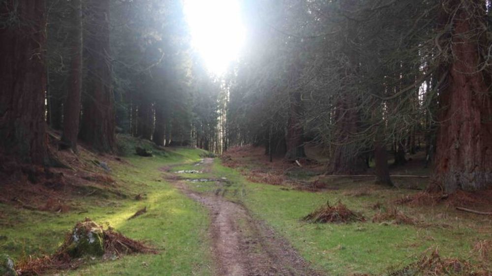 Giant redwood trees on a path from West Lodge Caravan and Camping Park to Comrie Croft