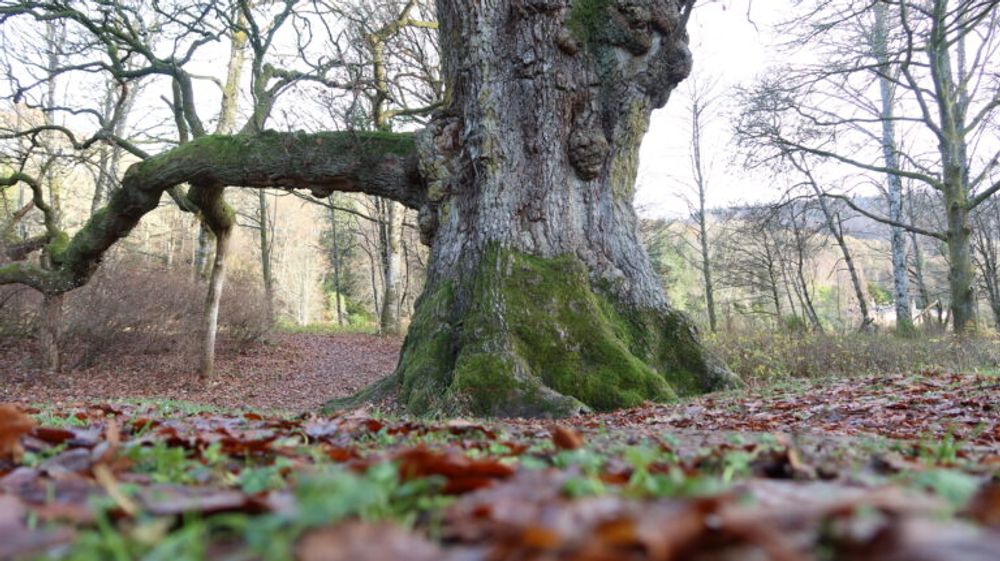 The Birnam Oak
