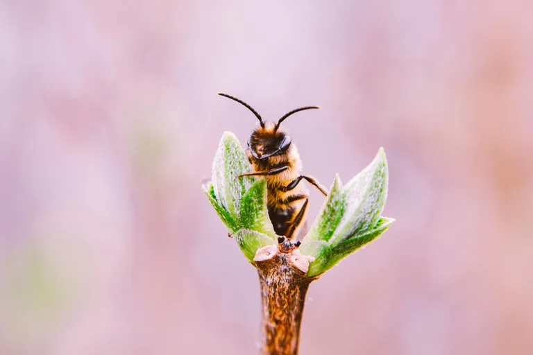 Bee