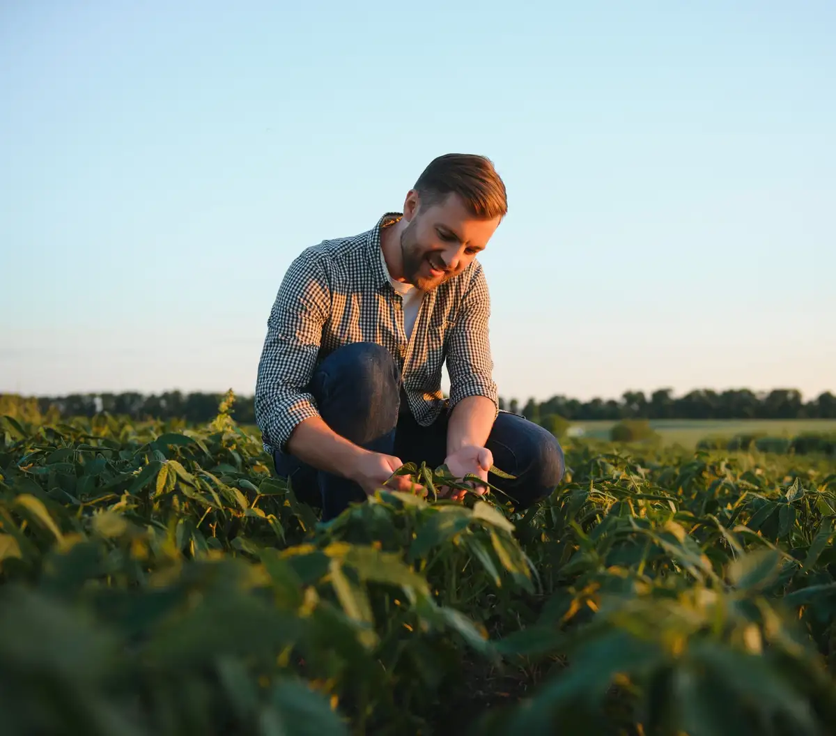 Farmer picking grapes