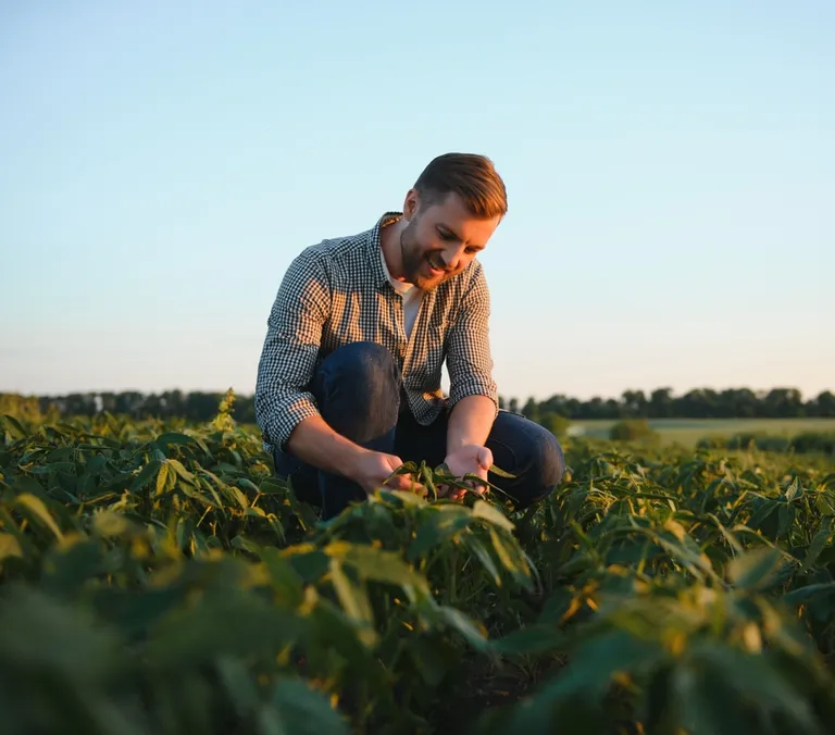 Farmer picking grapes