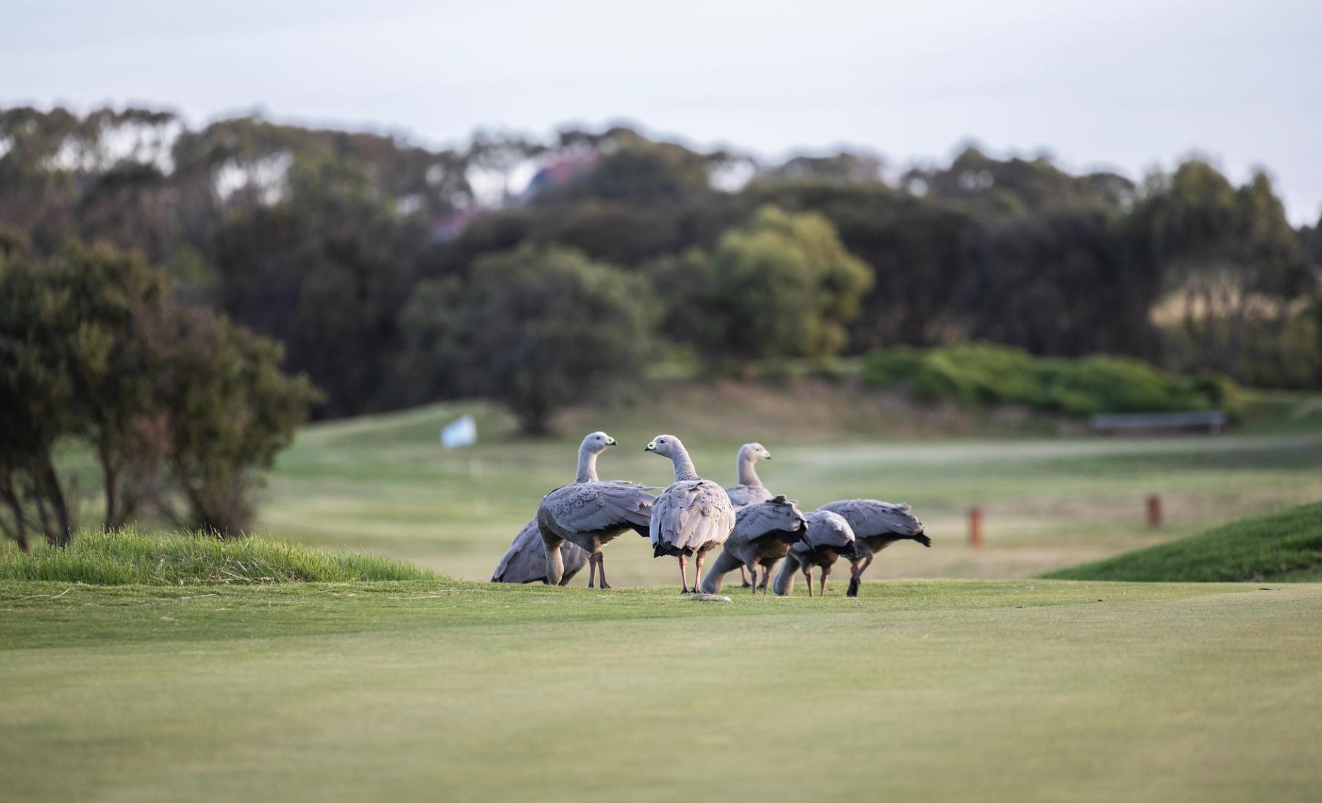 Image of Cape Barren Geese on Pitch and Putt Course.