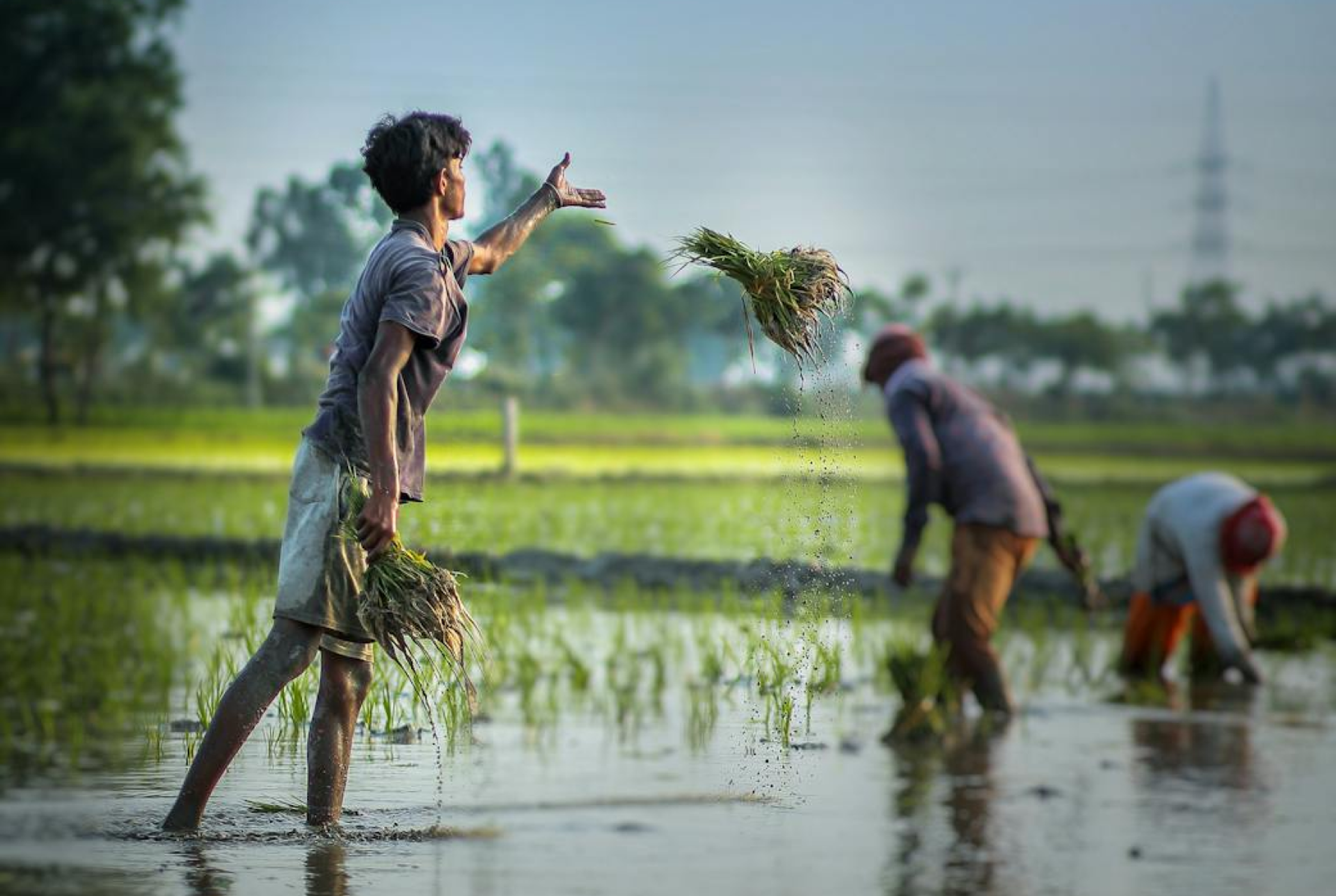 Rice workers in water