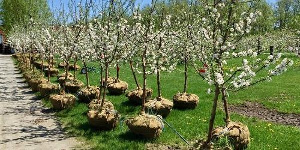 Shelburne Orchards