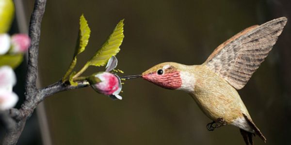 Birds of Vermont Museum