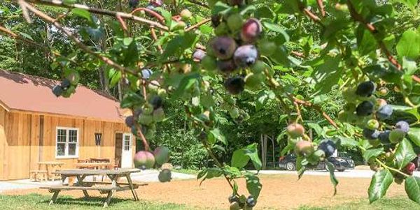 Wildwood Berry Farm