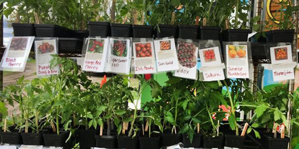 Champlain Islands Farmers Market