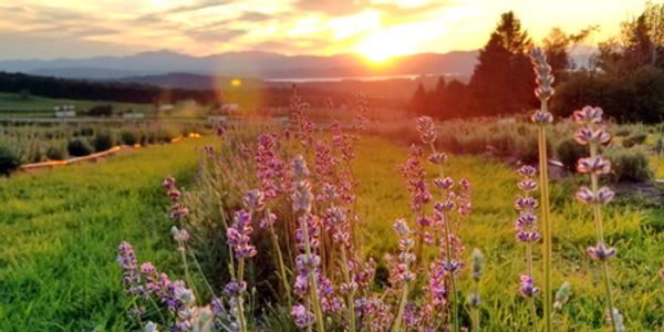 Lavender Essentials in Northern Vermont
