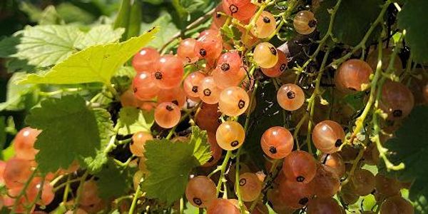 Champlain Orchards