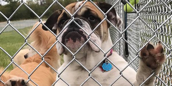 Middlebury Dog Park