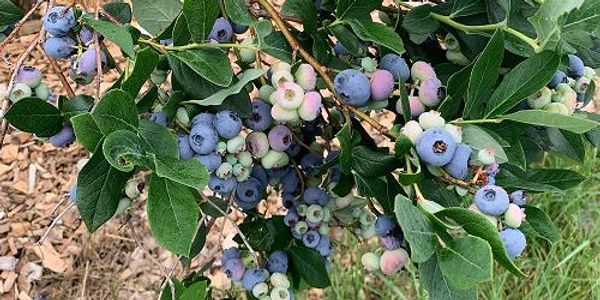 Owl's Head Blueberry Farm