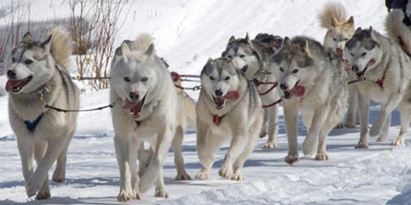 Romping With the Huskies
