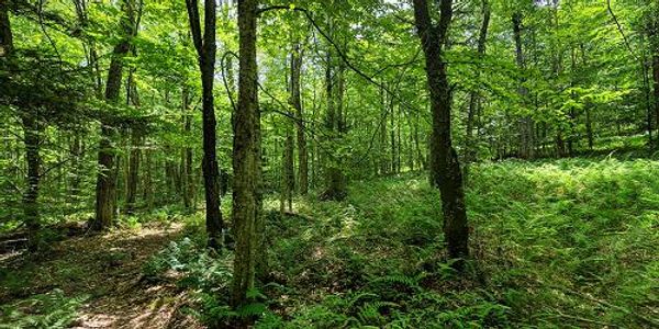 Groton Forest and Kettle Pond Trails