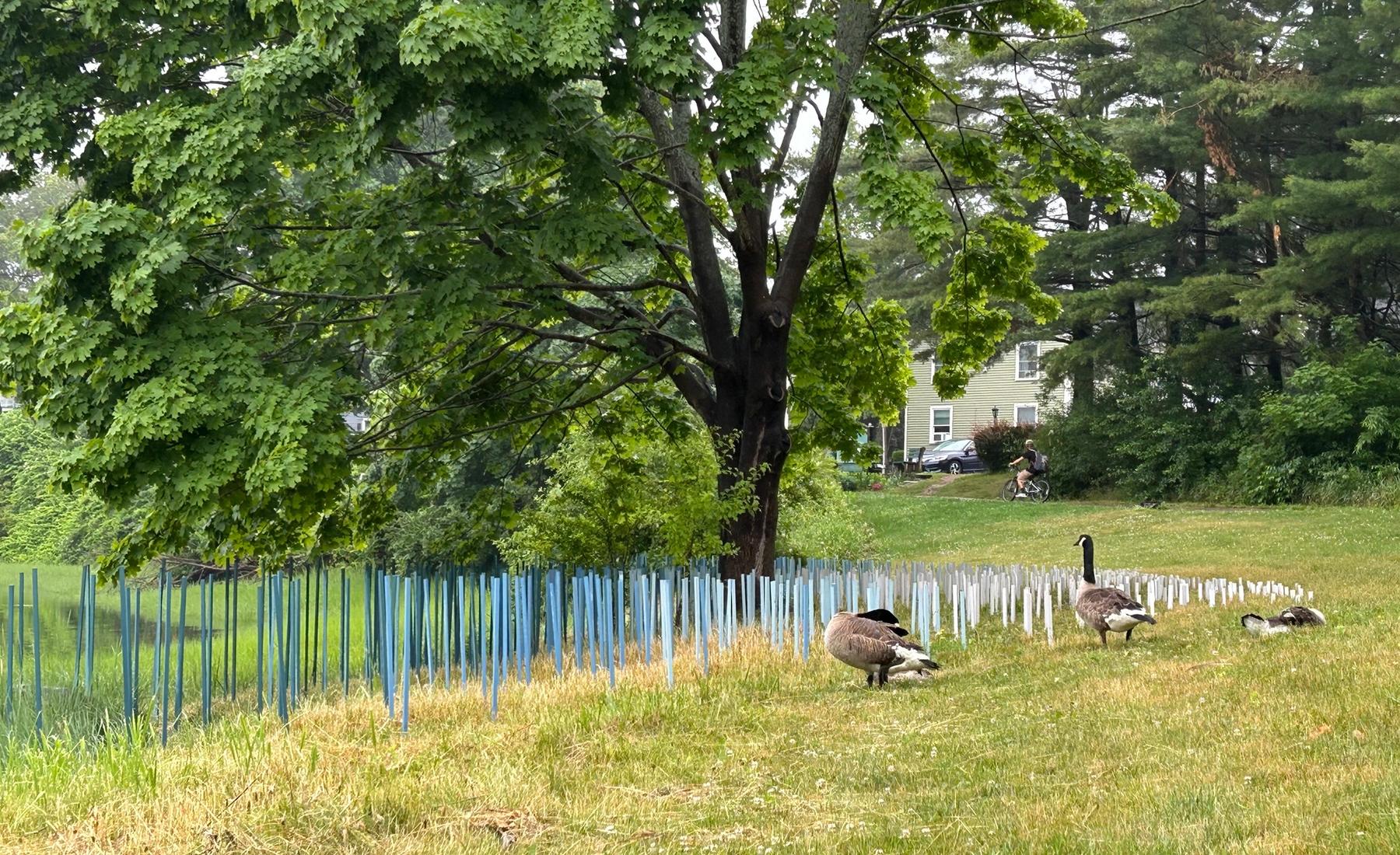 Photo of sculptural work in a lawn with geese by Ling-Wen Tsai.