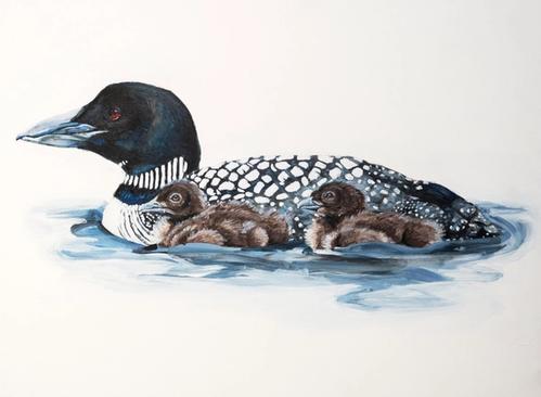 Realistic illustration of a loon and her two chicks in the water.