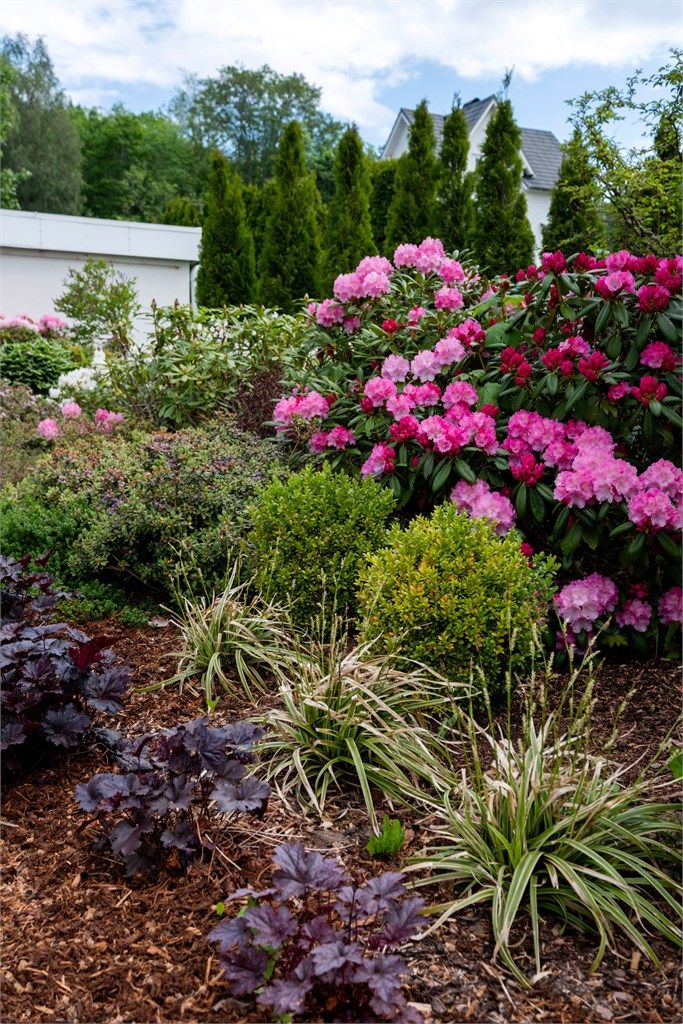 Vakre rhododendron og annen beplantning pryder hagen gjennom sesongen