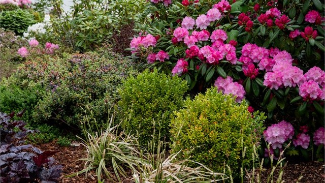 Vakre rhododendron og annen beplantning pryder hagen gjennom sesongen